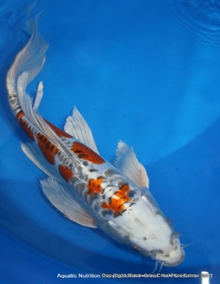 Butterfly Koi Fish
