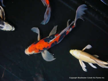 Logfin - Butterfly Koi