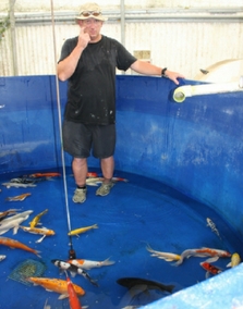 Butterfly Koi Farm
