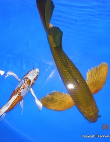 Butterfly Koi For Sale