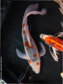 Long Fin Koi