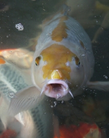 Longfin Koi For Sale